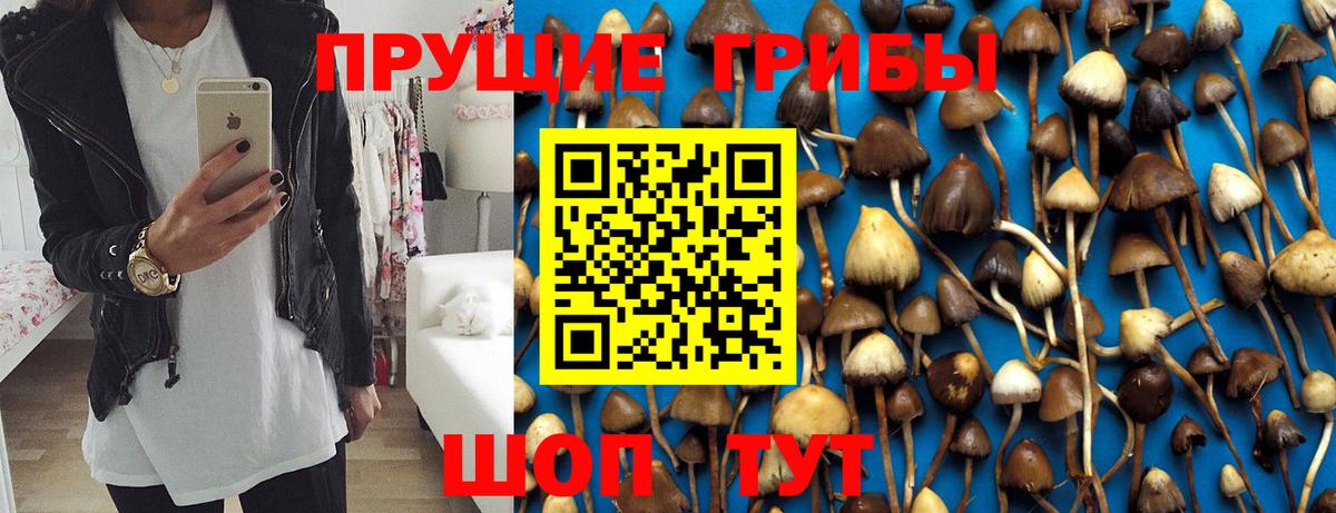 Галлюциногенные грибы Psilocybe Звенигород